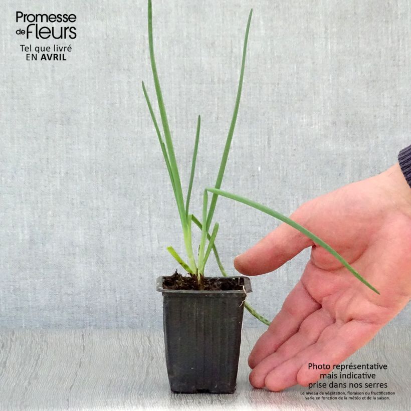 Example of Cive St Jacques - Ciboule St Jacques Godet de 7/8 cm as you get in printemps