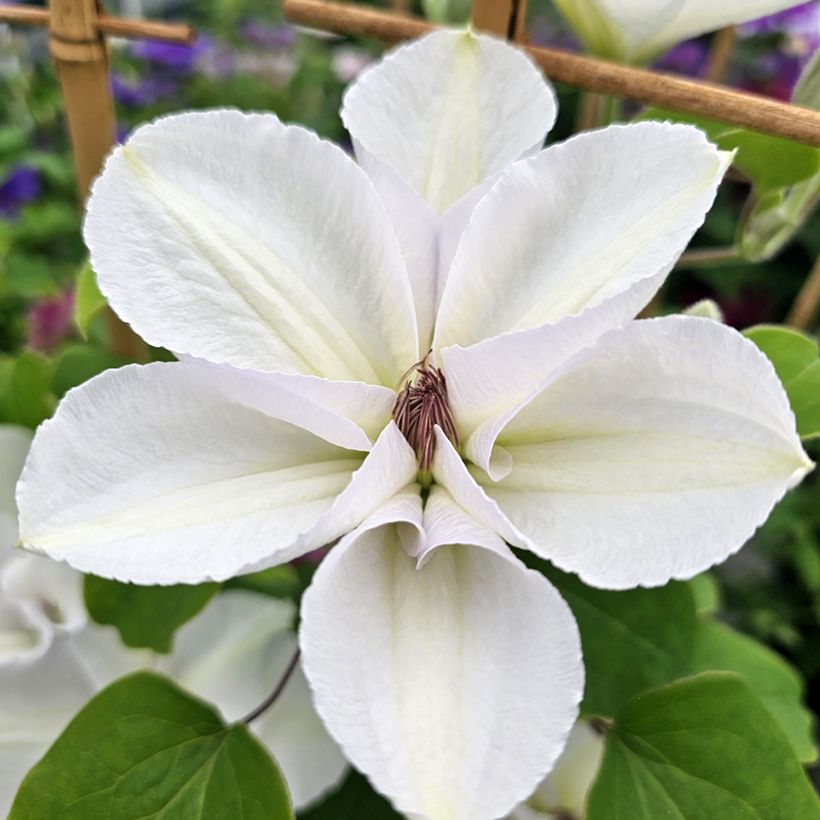 Clématite - Clematis Guernsey Flute (Floraison)