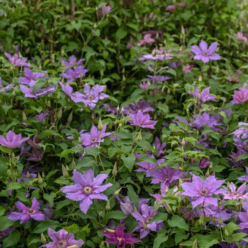 Clématite - Clematis Tumaini (Plant habit)
