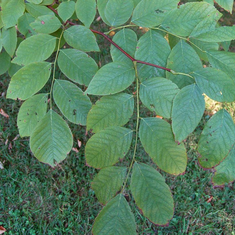 Cladrastis kentukea - Virgilier à bois jaune (Foliage)