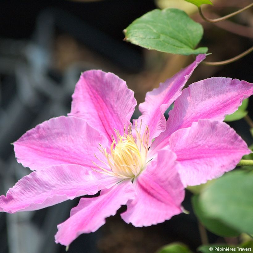 Clématite - Clematis Abilene (Floraison)