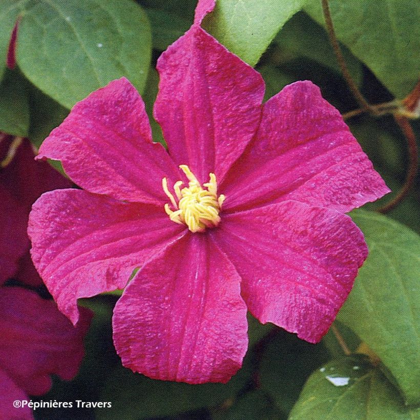 Clématite - Clematis Barbara Harrington (Flowering)