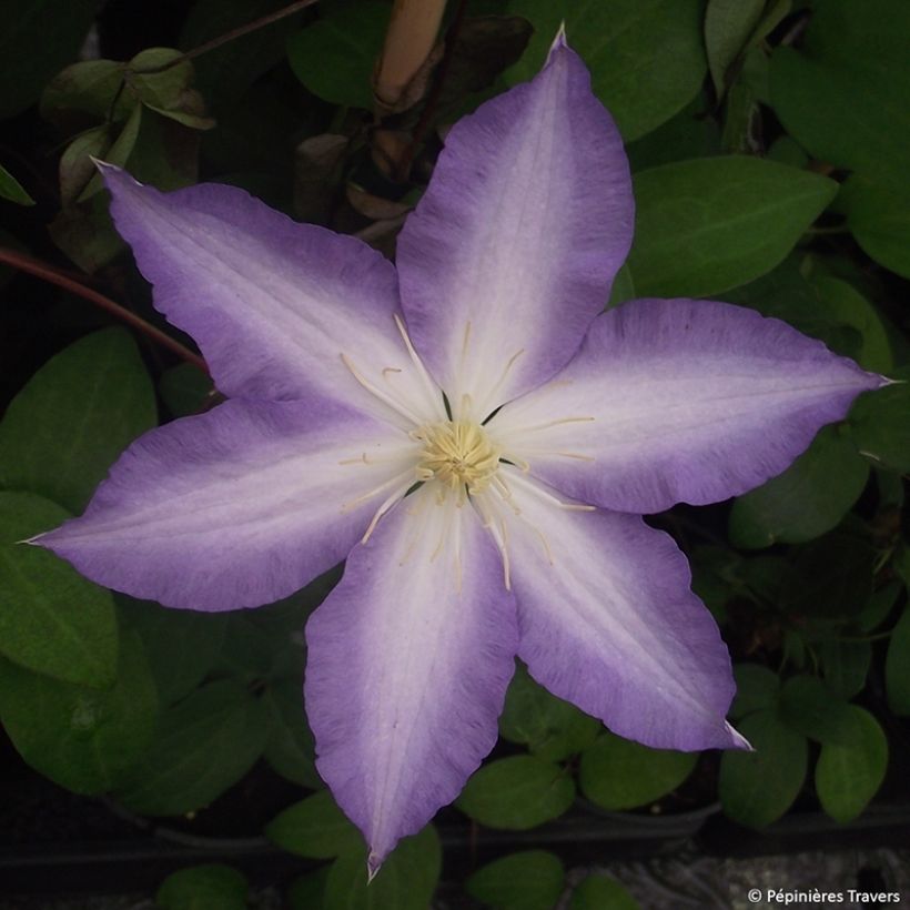 Clématite - Clematis Ice Crystal (Floraison)