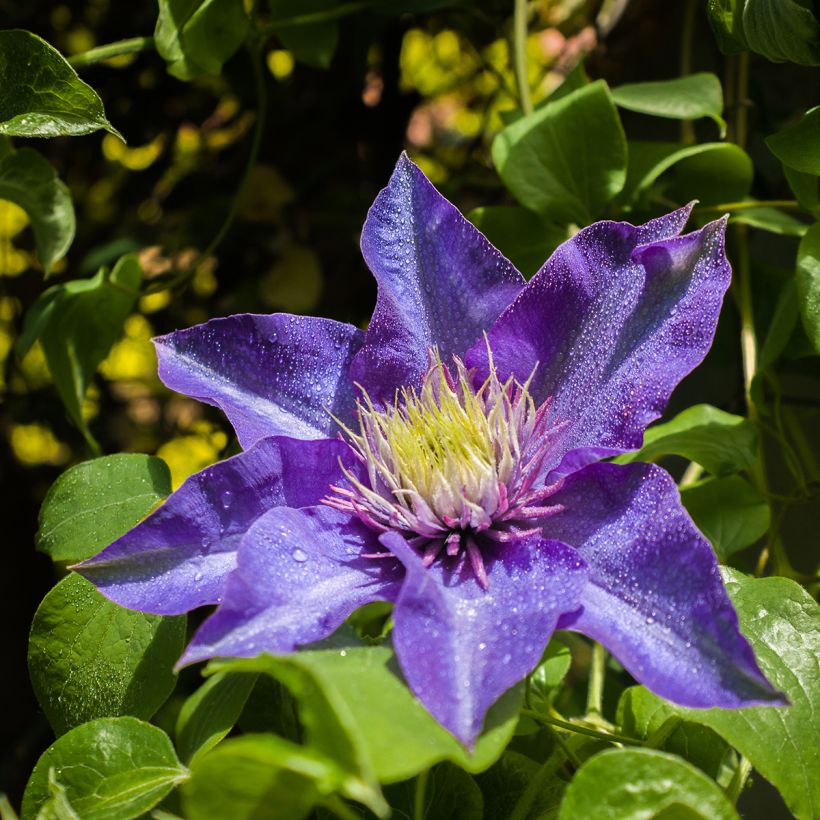 Clématite - Clematis Multi Blue (Flowering)