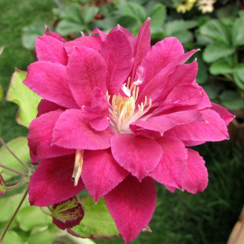 Clématite - Clematis Red Star (Flowering)