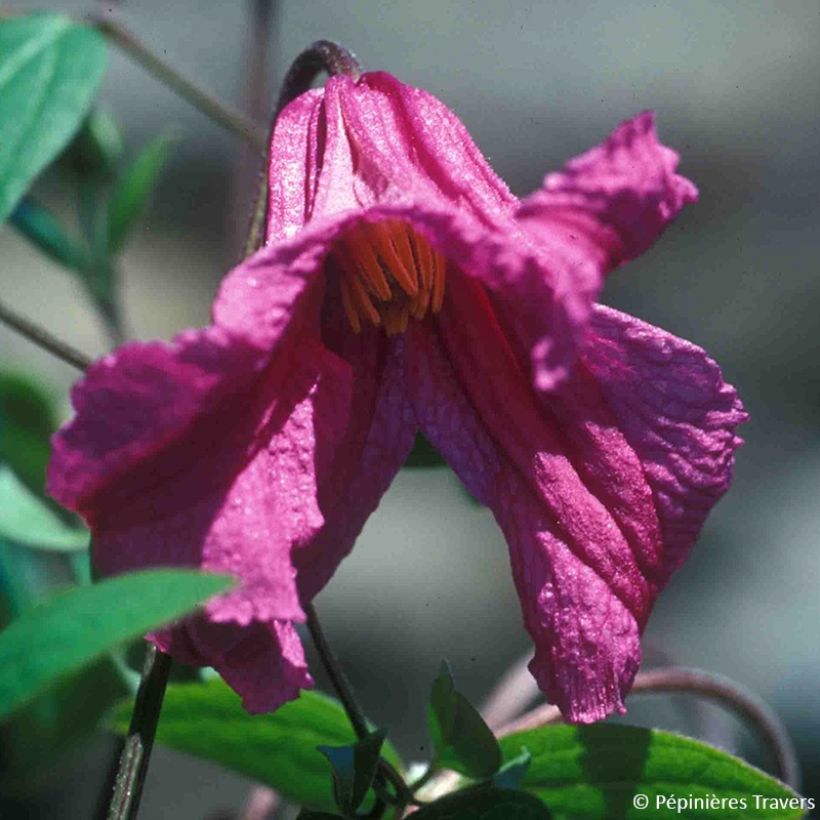 Clématite - Clematis Savannah Evipo015 (Floraison)