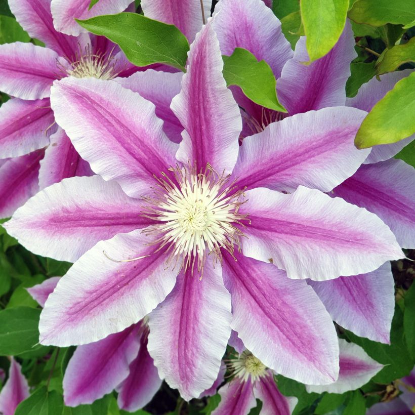 Clématite - Clematis Sugar Candy (Floraison)