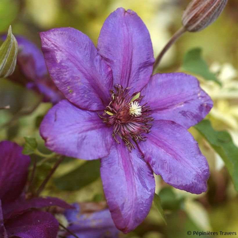 Clématite - Clematis Versailles (Floraison)