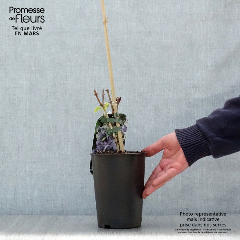 Spécimen de Clematis heracleifolia Côte d'Azur 2/3L Pot de 2L/3L tel que livré au printemps