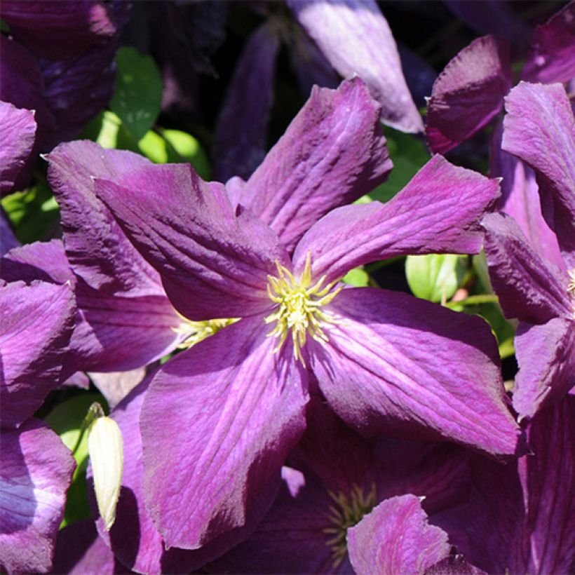 Clématite - Clematis jackmanii Purpurea (Flowering)