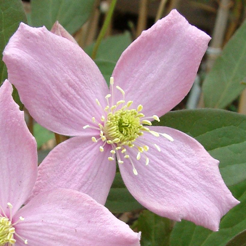 Clématite des montagnes - Clematis montana Fragrant Spring (Floraison)