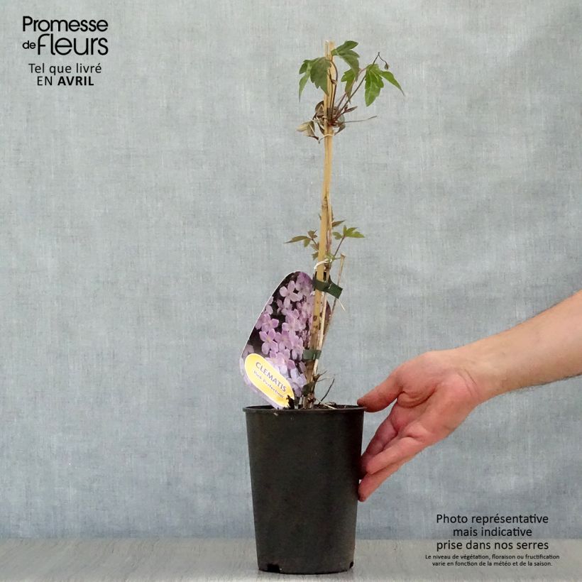 Spécimen de Clématite - Clematis montana Pink Perfection Pot de 1,5L/2L tel que livré au printemps