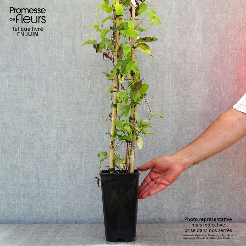 Spécimen de Clématite Bee's Jubilée Pot de 2L/3L tel que livré au printemps