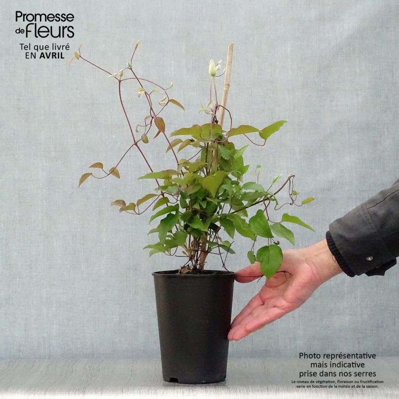 Spécimen de Clématite - Clematis Alice Fisk Pot de 2L/3L tel que livré au printemps