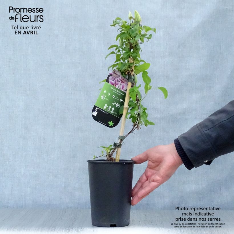 Spécimen de Clématite - Clematis Andromeda Pot de 2L/3L tel que livré au printemps