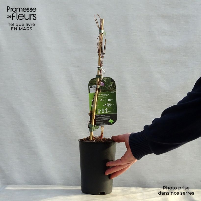 Spécimen de Clématite - Clematis Annabella  Pot de 2L/3L tel que livré au printemps