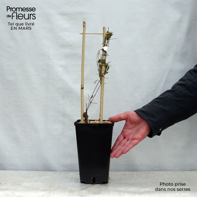 Example of Clématite - Clematis Asao Pot de 2L/3L as you get in printemps
