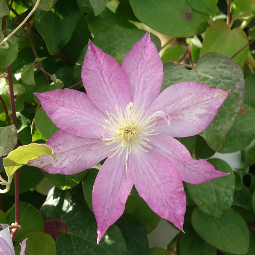 Clématite - Clematis Asao (Flowering)