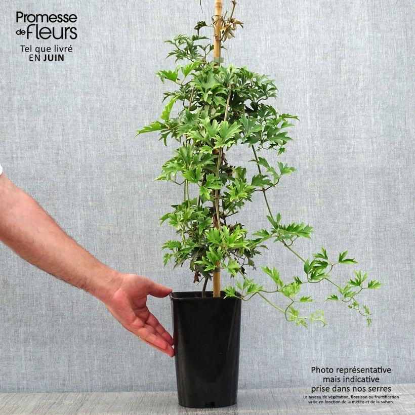 Example of Clématite - Clematis Avalanche®  Pot de 2L/3L as you get in printemps