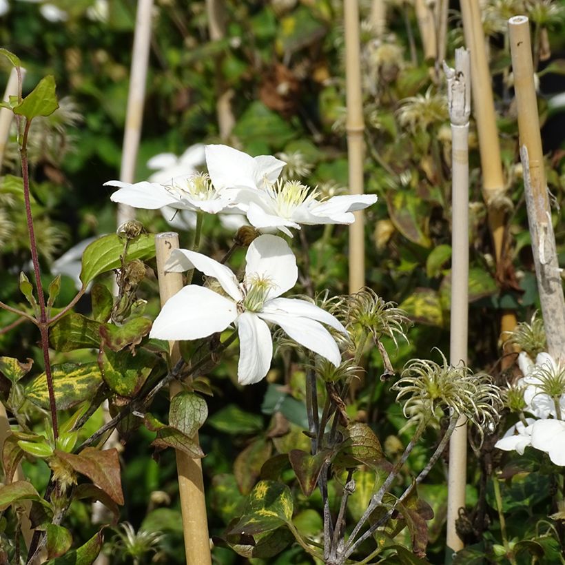 Clématite - Clematis Baby Star (Flowering)