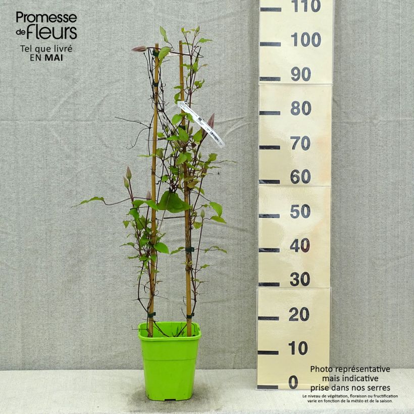Example of Clématite - Clematis Barbara Harrington Pot de 3L/4L as you get in printemps