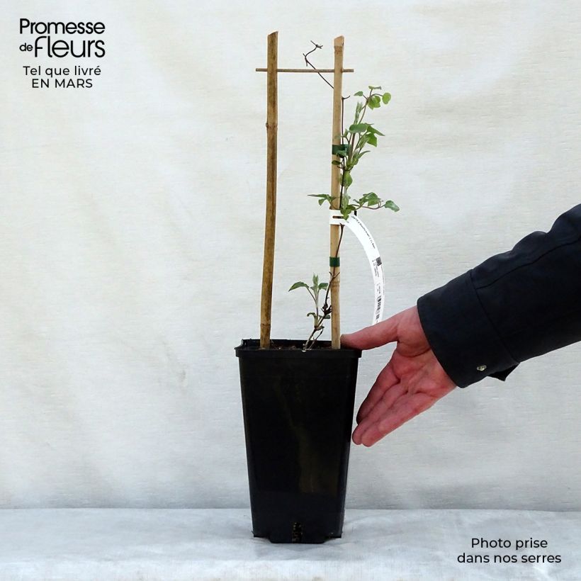 Spécimen de Clématite - Clematis Beautiful Bride Pot de 2L/3L tel que livré au printemps