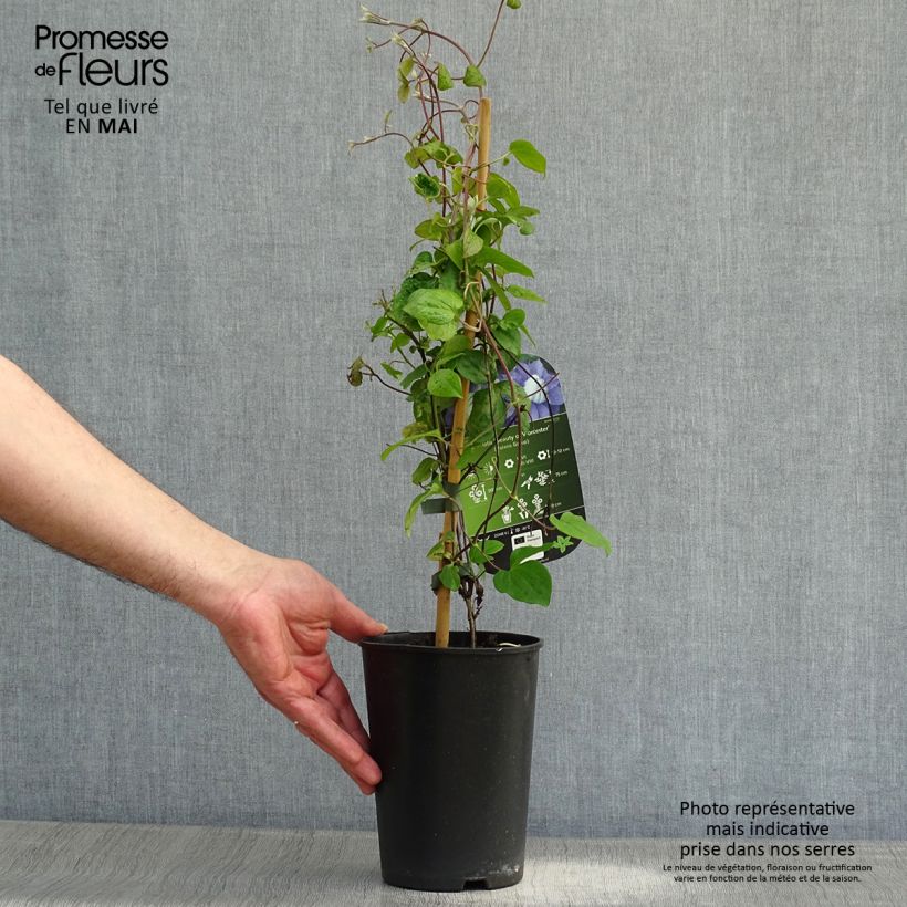 Spécimen de Clématite - Clematis Beauty Of Worcester Pot de 1,5L/2L tel que livré au printemps