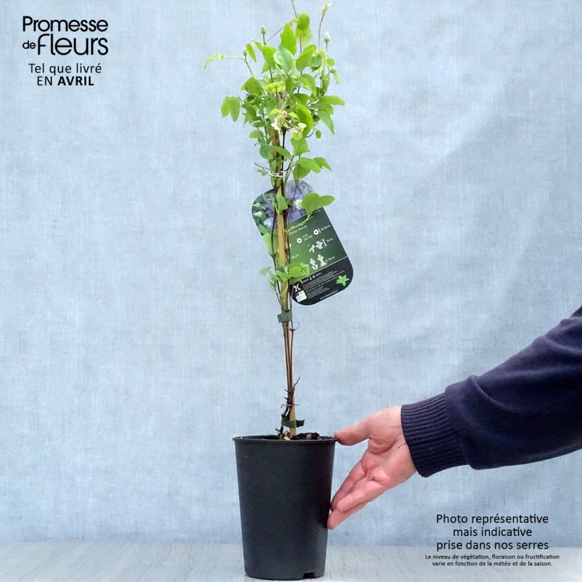 Spécimen de Clématite - Clematis Blue Light Pot de 1,5L/2L tel que livré au printemps