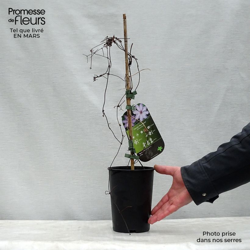 Spécimen de Clématite - Clematis Blue Ravine Pot de 2L/3L tel que livré au printemps
