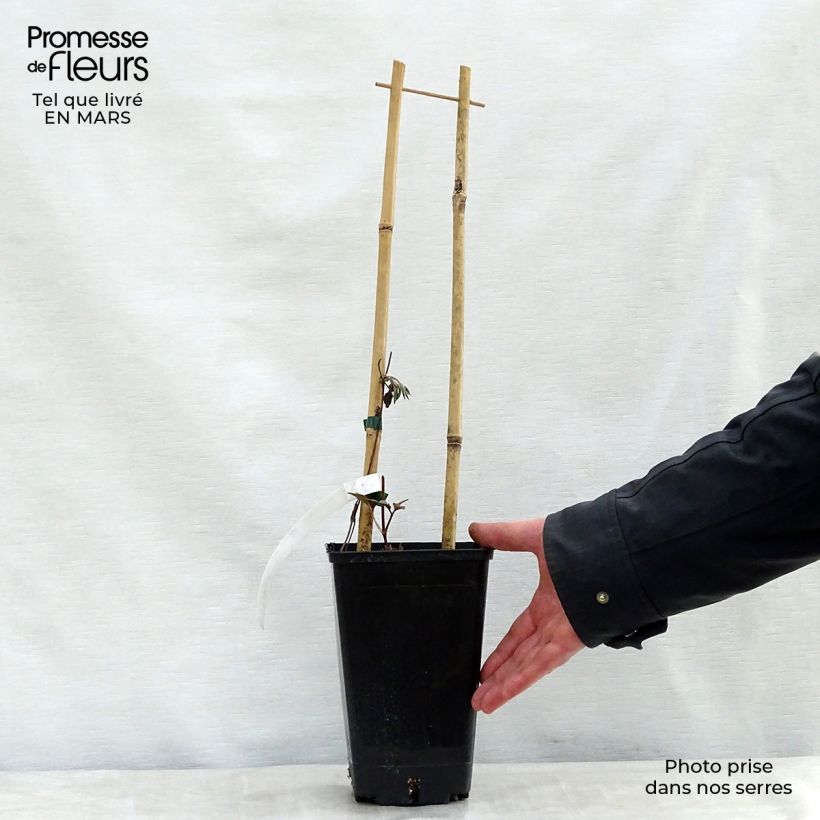 Spécimen de Clématite - Clematis Bourbon Pot de 2L/3L tel que livré au printemps