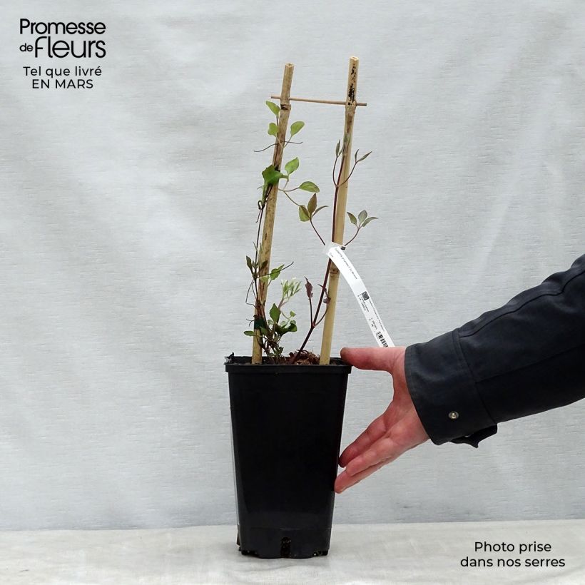 Spécimen de Clématite - Clematis Carnaby Pot de 1,5L/2L tel que livré au printemps