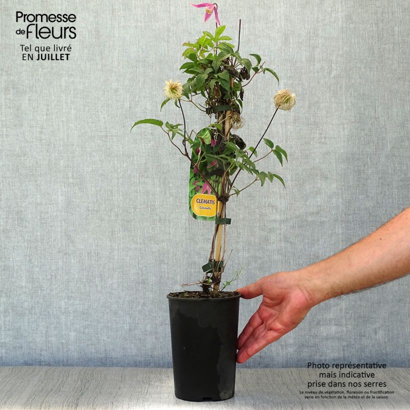 Spécimen de Clématite - Clematis Columella Pot de 2L/3L tel que livré en été