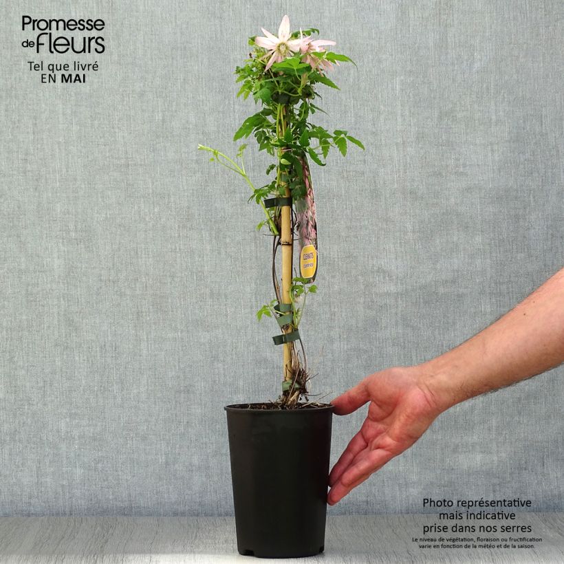 Example of Clématite - Clematis Country Rose Pot de 2L/3L as you get in printemps