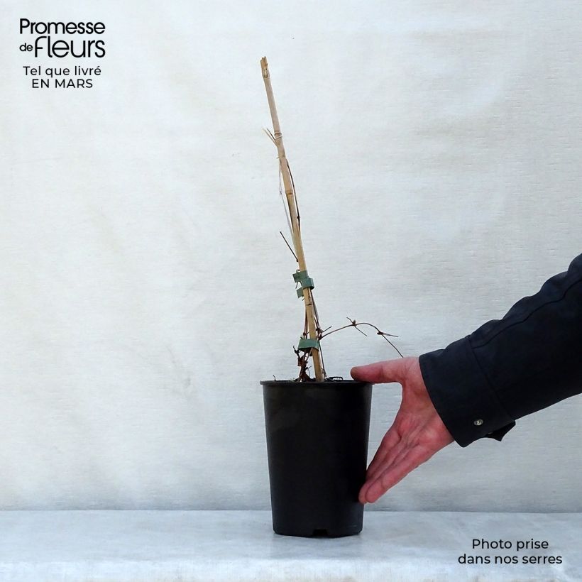 Spécimen de Clématite - Clematis Dancing Queen Pot de 2L/3L tel que livré au printemps