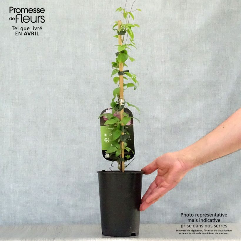 Spécimen de Clématite - Clematis Dancing Smile Pot de 2L/3L tel que livré au printemps