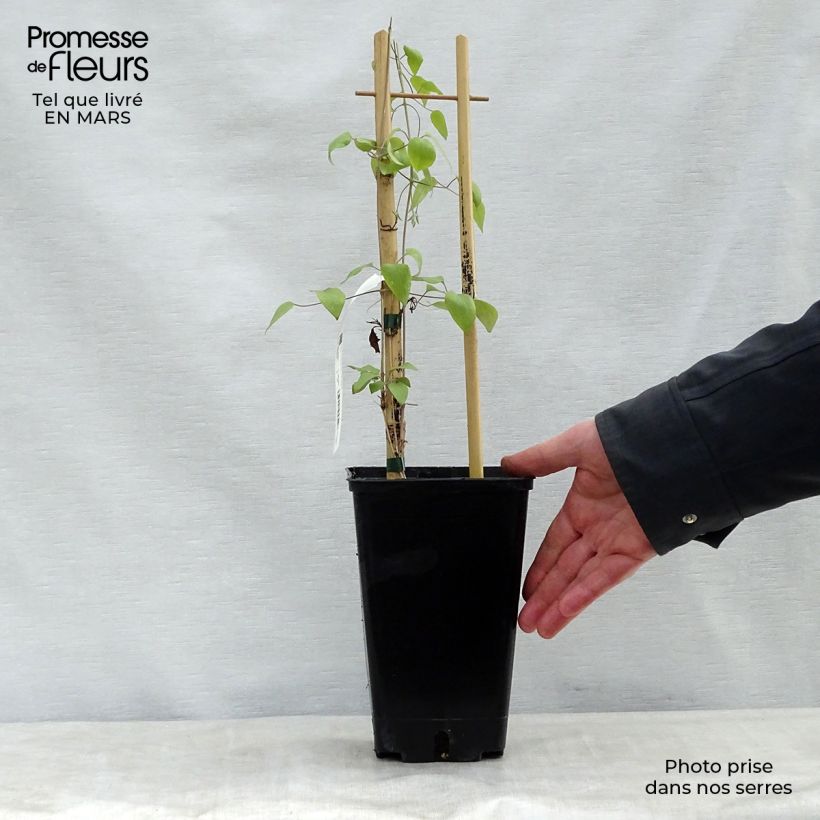 Spécimen de Clématite - Clematis Destiny Pot de 1,5L/2L tel que livré au printemps