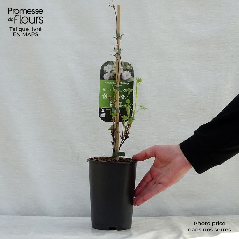 Spécimen de Clématite - Clematis Duchesse d'Edimbourg Pot de 2L/3L tel que livré au printemps
