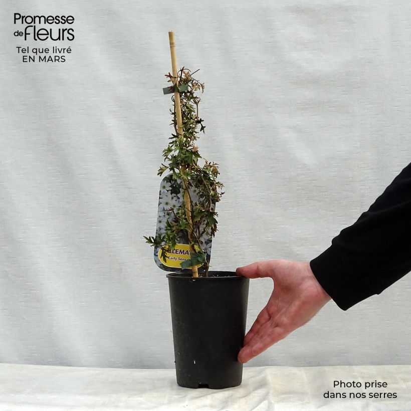 Example of Clématite - Clematis Early Sensation Pot de 2L/3L as you get in printemps