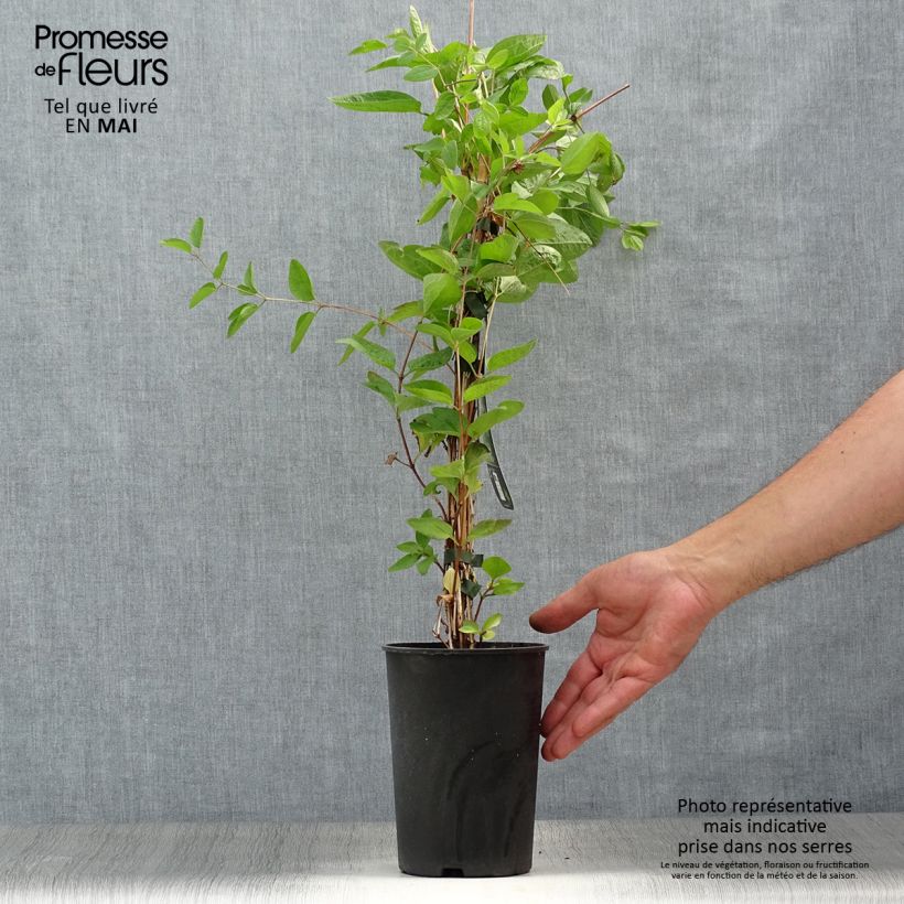 Spécimen de Clématite - Clematis Eriostemon Pot de 2L/3L tel que livré au printemps