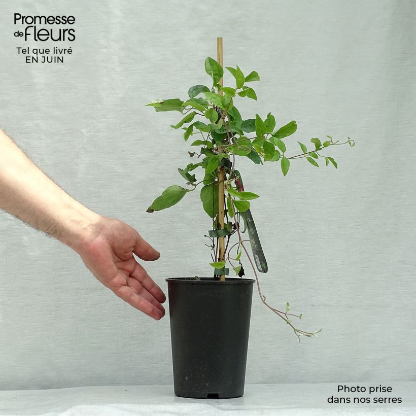 Spécimen de Clématite - Clematis Ernest Marckham Pot de 2L/3L tel que livré en été
