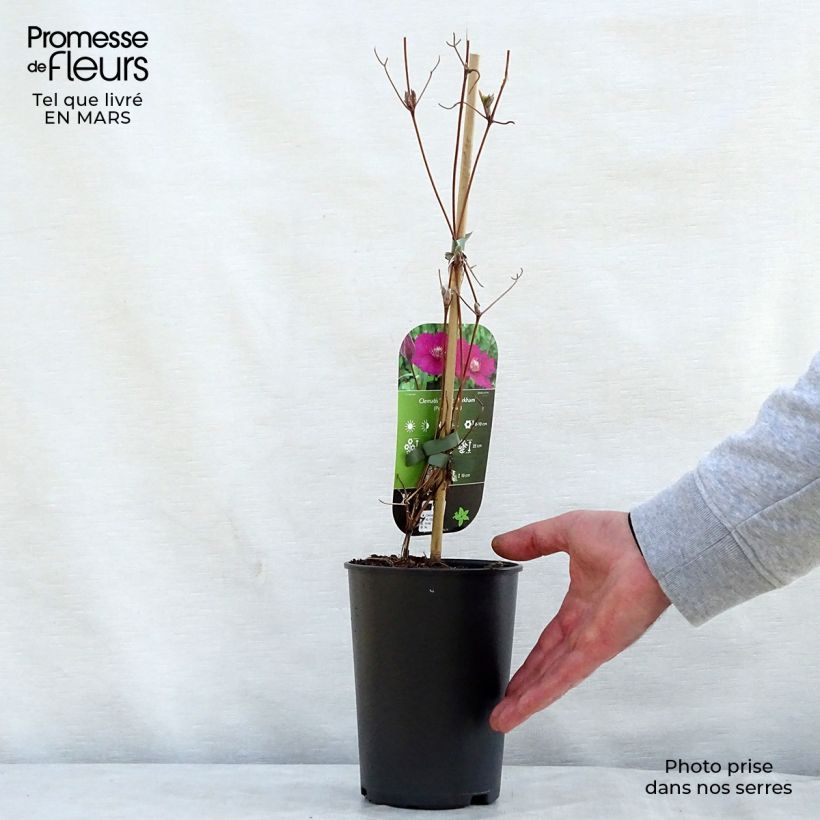 Example of Clématite - Clematis Ernest Marckham Pot de 2L/3L as you get in printemps