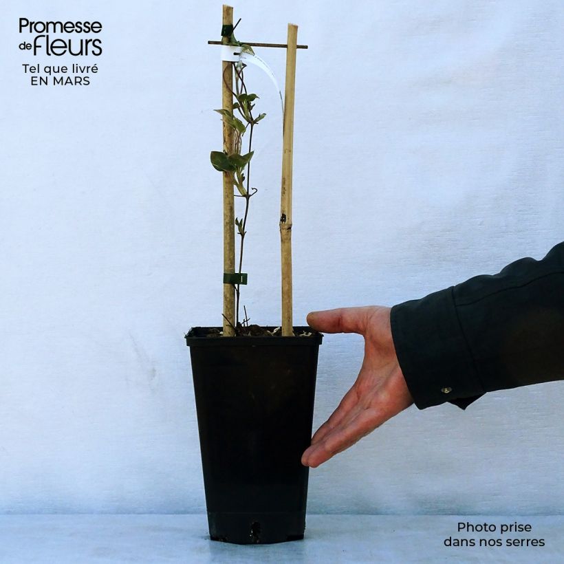 Spécimen de Clématite - Clematis Etoile Nacrée Pot de 2L/3L tel que livré au printemps