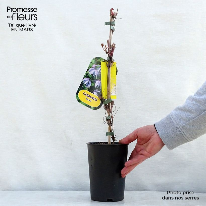Spécimen de Clématite - Clematis Eximia Pot de 2L/3L tel que livré au printemps