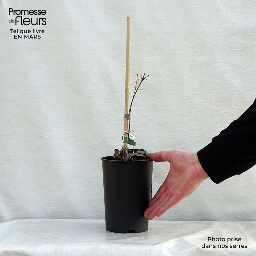 Example of Clématite - Clematis Forever Friends Pot de 2L/3L as you get in printemps