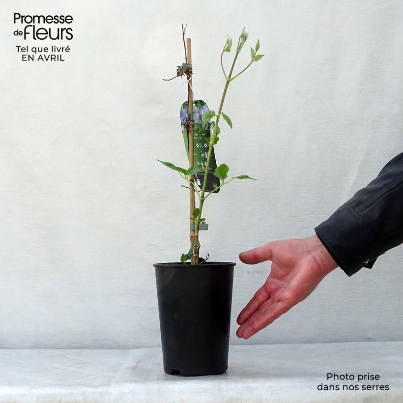 Spécimen de Clématite - Clematis Général Sikorski Pot de 2L/3L tel que livré au printemps