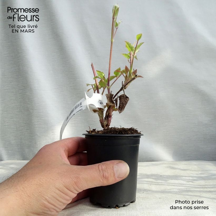Spécimen de Clématite - Clematis Général Sikorski Godet de 8/9 cm tel que livré au printemps