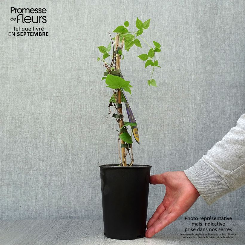 Spécimen de Clématite - Clematis Général Sikorski Pot de 2L/3L tel que livré en automne