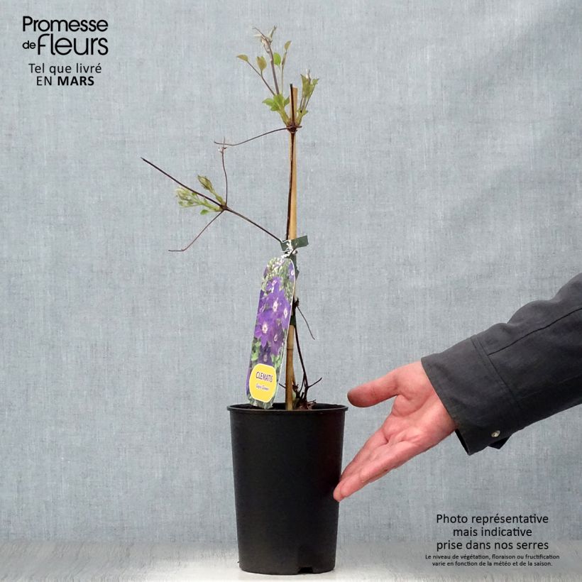 Spécimen de Clématite - Clematis Gipsy Queen Pot de 2L/3L tel que livré au printemps