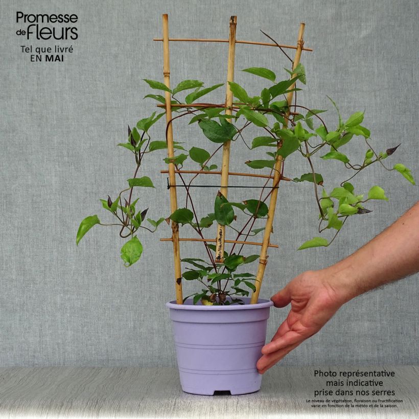 Spécimen de Clématite - Clematis Guiding Promise Pot de 2L/3L tel que livré au printemps