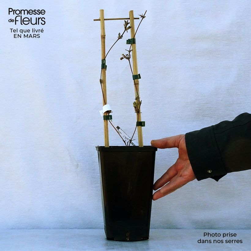 Example of Clématite - Clematis H. F. Young Pot de 1,5L/2L as you get in printemps